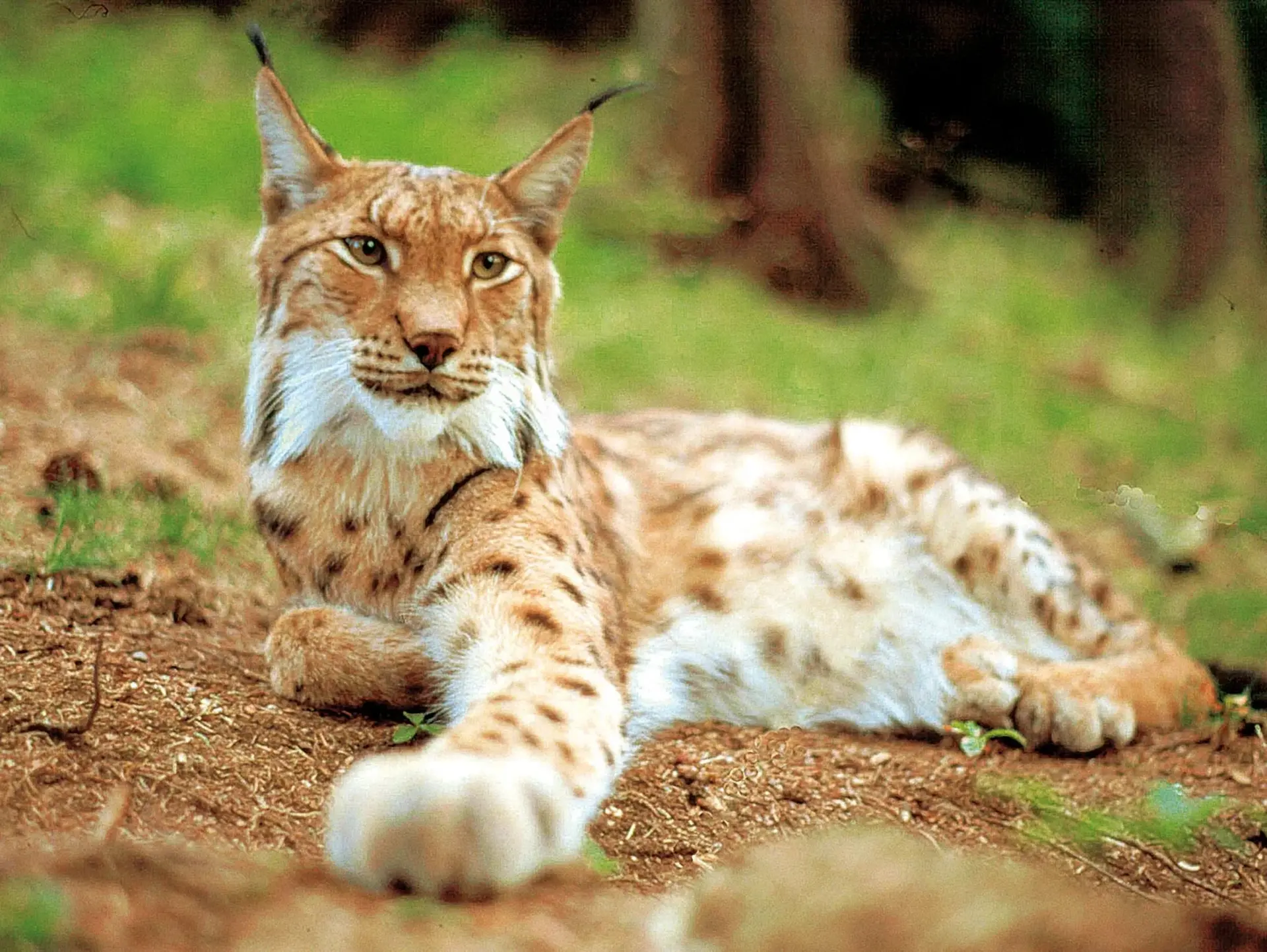 Luchs im Luchsgehege im Harz - © Investitions- und Marketinggesellschaft Sachsen-Anhalt mbH, im Familienurlaub im Harz das Luchsgehege an den Rabenklippen besuchen