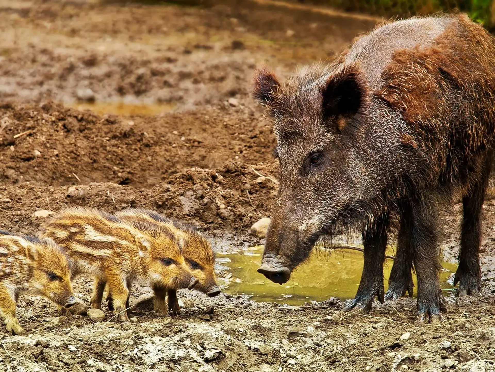 Wildschweinbache mit Frischlingen - © Pixabay.com, iisjah Wildschweine mit Frischlingen im Urlaub auf dem Bauernhof mit dem Jäger beobachten