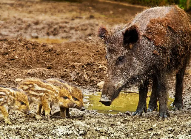 Wildschweine mit Frischlingen im Urlaub auf dem Bauernhof mit dem Jäger beobachten