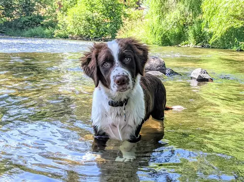Im Fluss toben - © Carrie Dugovic, Pixabay.com alt="im Hundeurlaub in Flüssen und Bächen toben"