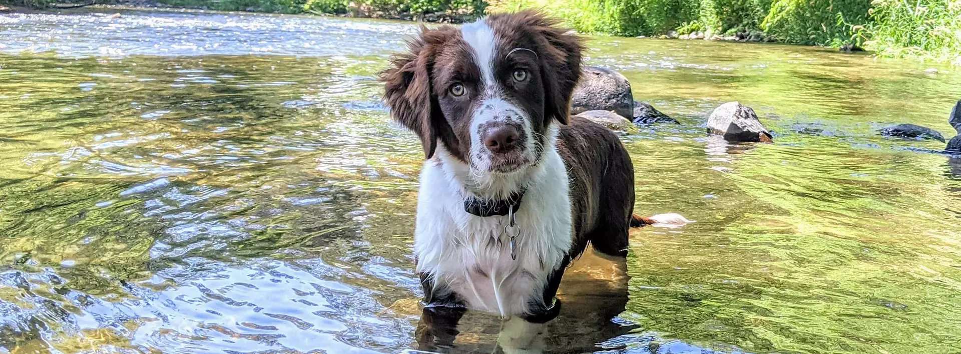 im Hundeurlaub in Flüssen und Bächen toben