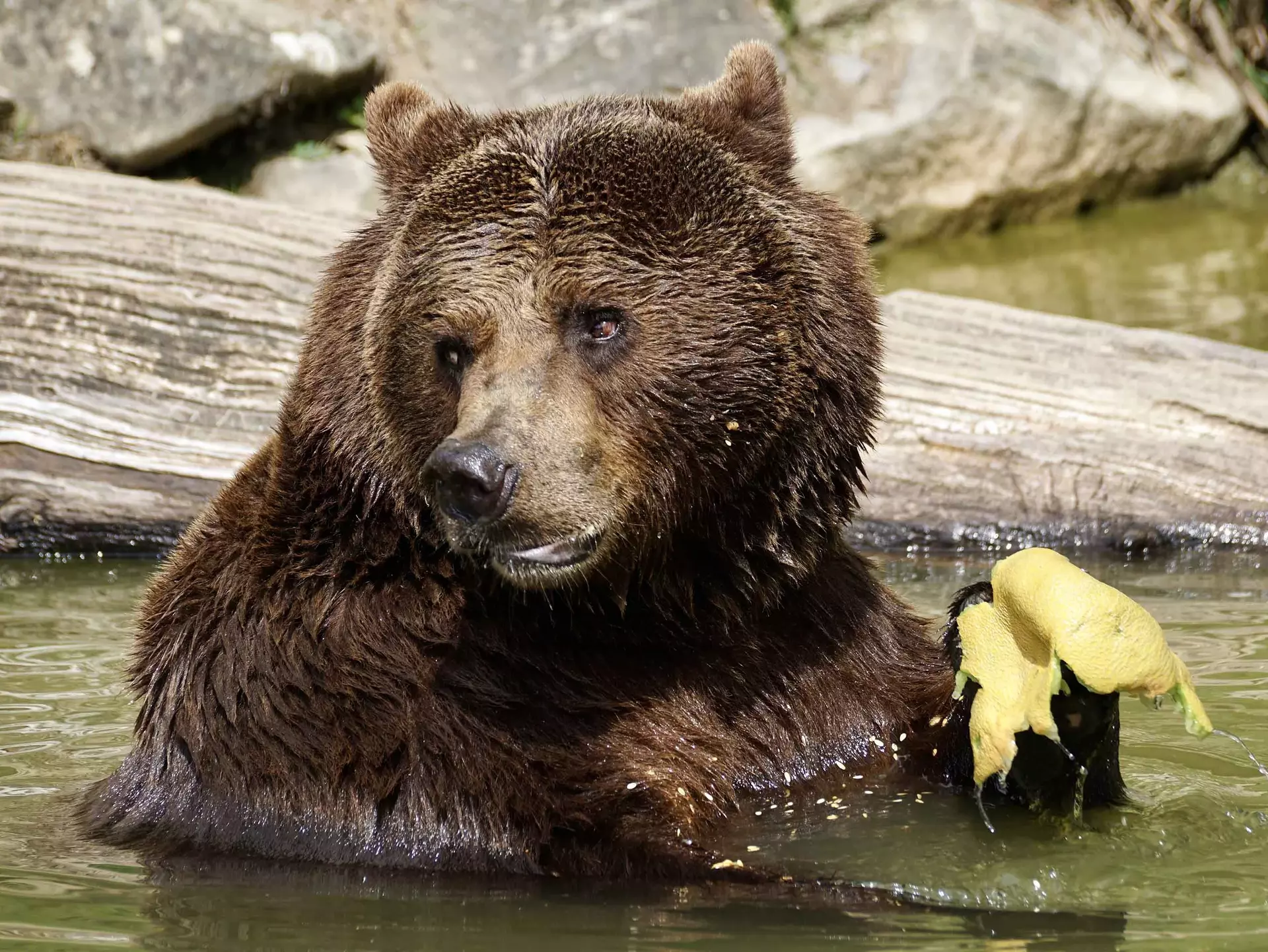 Bär im Alternativen Bärenpark in Worbis - © Susanne Jutzeler, Pixabay.com im Urlaub auf dem Kinderbauernhof im Eichsfeld den Bärenpark Worbis besuchen