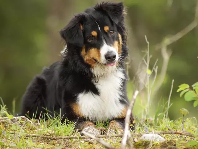 im Urlaub mit Hund einen Waldspaziergang machen