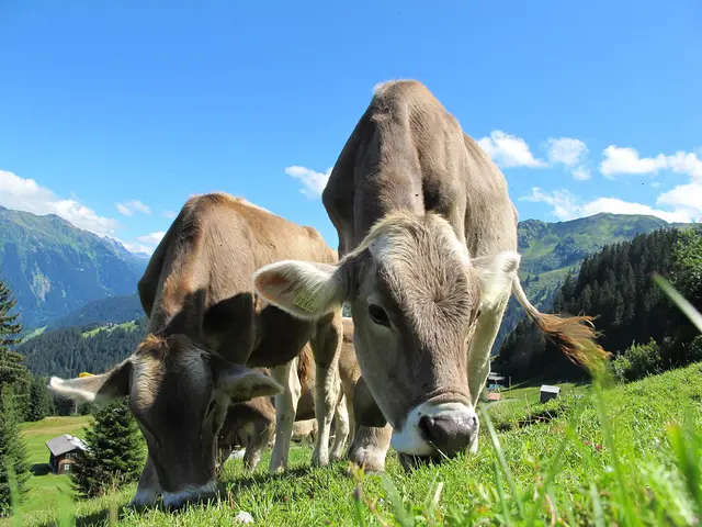 Urlaub in den Alpen - nach einer Wanderung im Allgäu eine Käseverkostung beim Bergbauern erleben