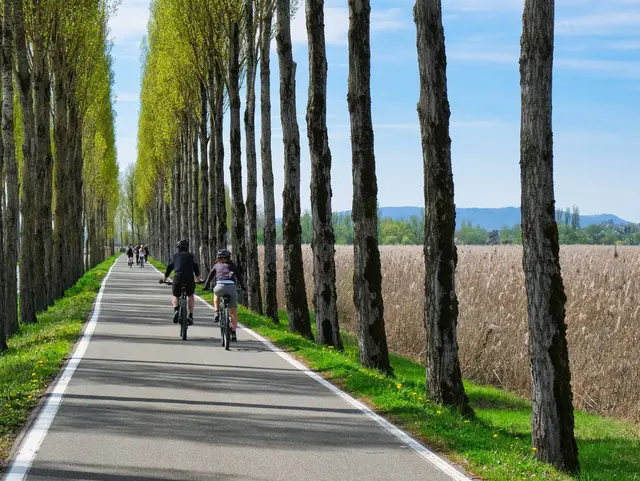 Insel Reichenau, Radfahrer in der Alleestrasse