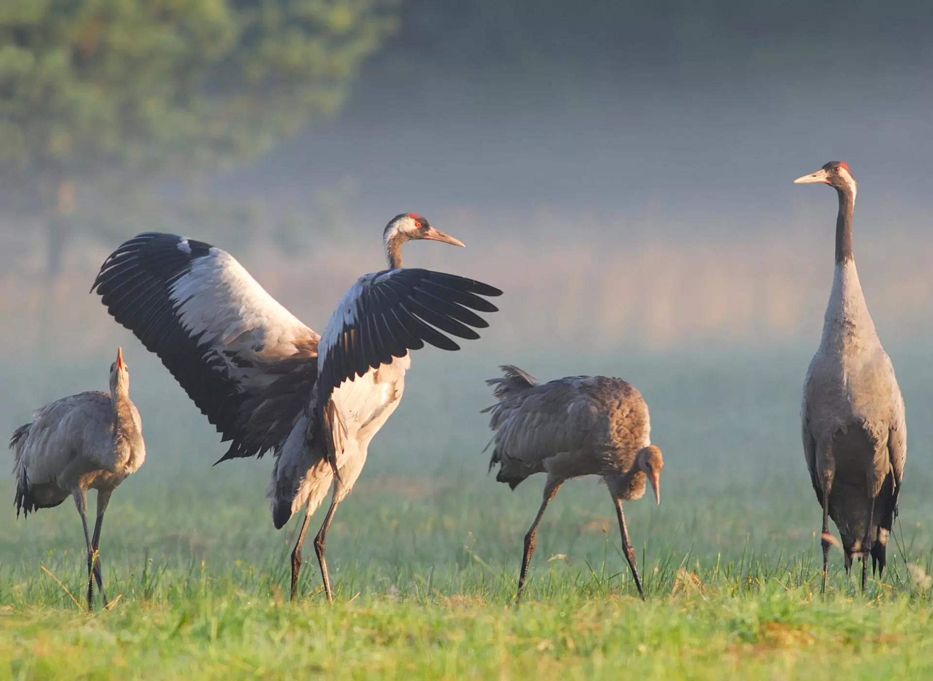 Kraniche rasten an der Seenplatte - © Tourismusverband Mecklenburg-Vorpommern, Thomas Hardt im Urlaub die Mecklenburgische Seenplatte entdecken und Kraniche bei der Rast beobachten
