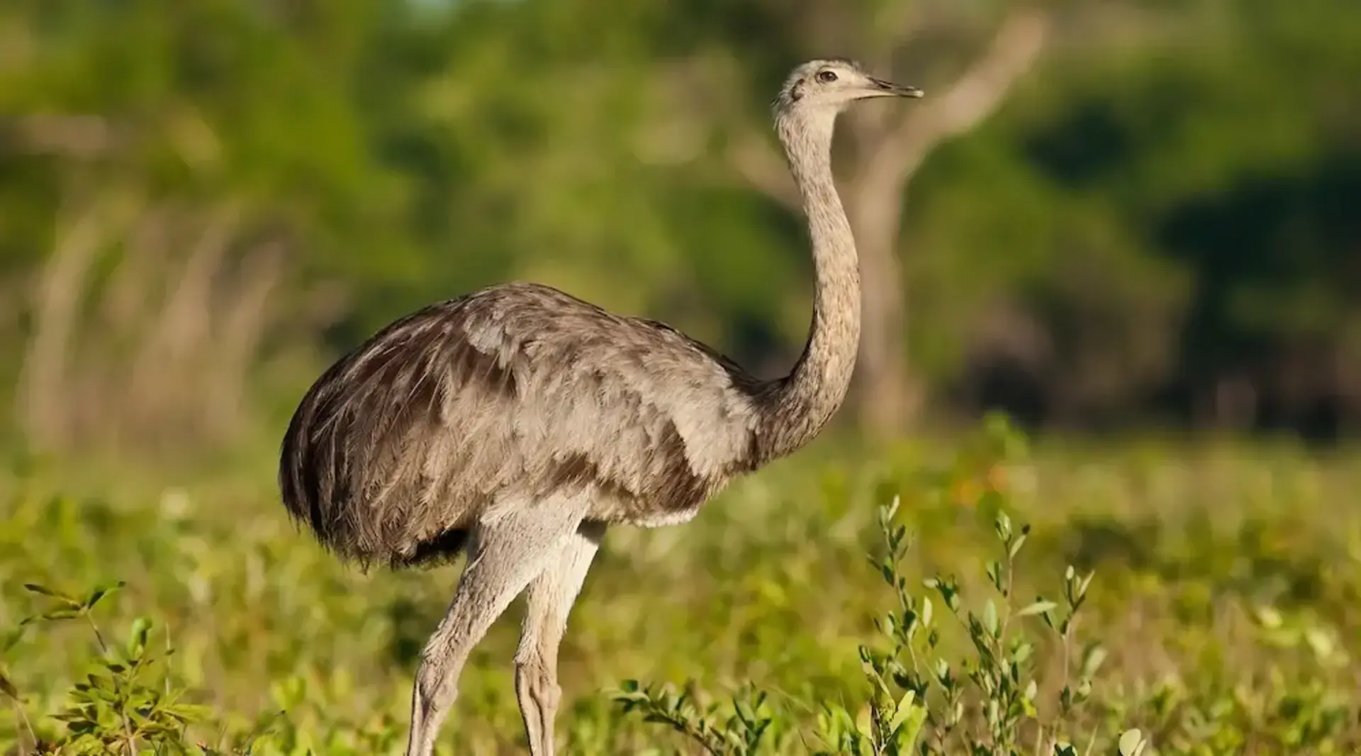 Ein Nandu steht im grünen Gras im Arche Noah Zoo in Grömitz.