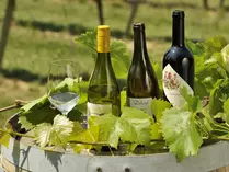Weingenuss auf dem Winzerhof in Rheinhessen - © Susanne Mölle - Landsichten.de Weinranken umschlingen Weinflaschen, die auf deinem Fass optisch ansprechend platziert wurden