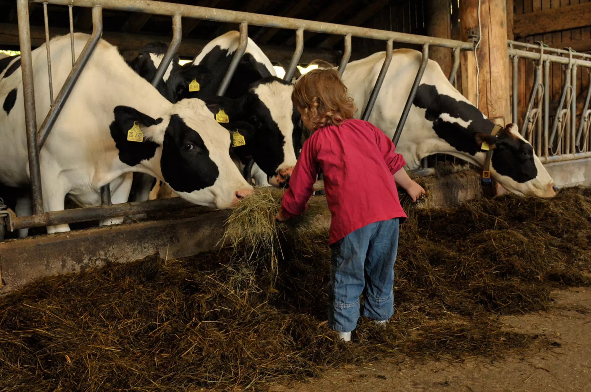 Mädchen füttert Kühe im Stall mit Heu