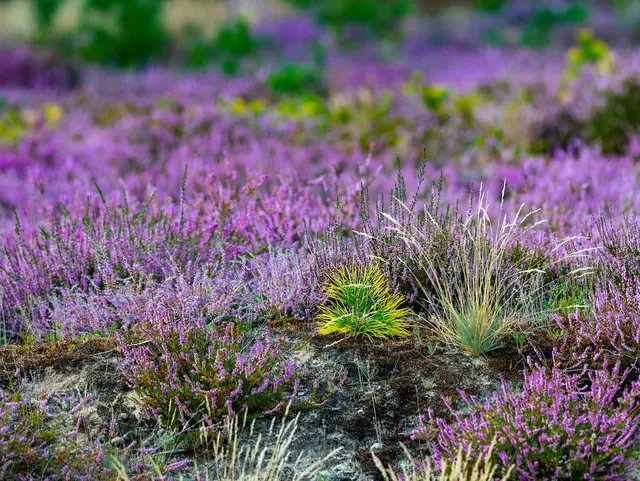 Detailaufnahme von grünen Gräsern umgeben von lila Heidekraut in der Lüneburger Heide. 