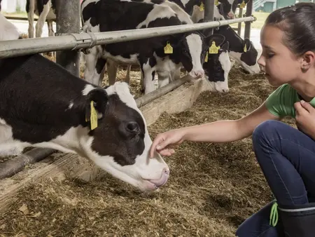 Mädchen streichelt eine schwarz-weiße Kuh im Stall."