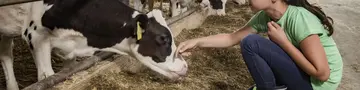 Mädchen streichelt eine schwarz-weiße Kuh im Stall.