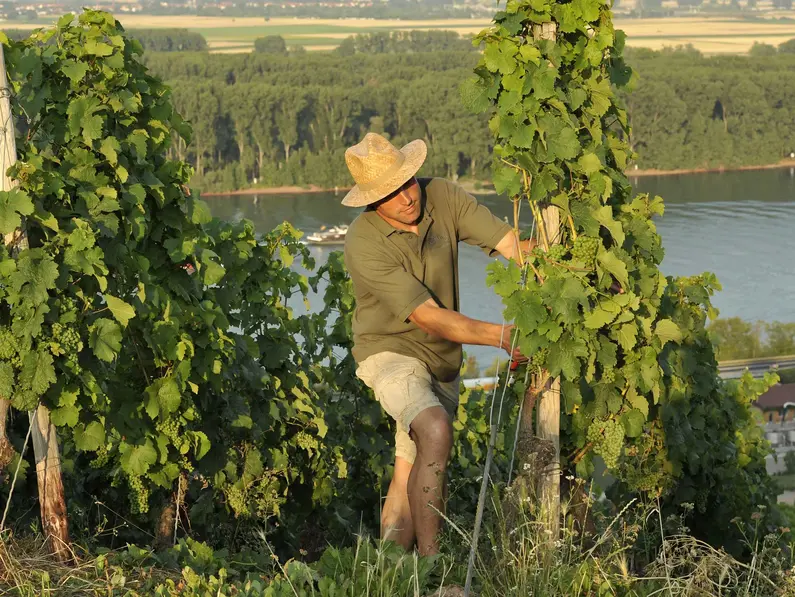 im Urlaub auf dem Weingut am Rhein dem Winzer in den Weinbergen helfen