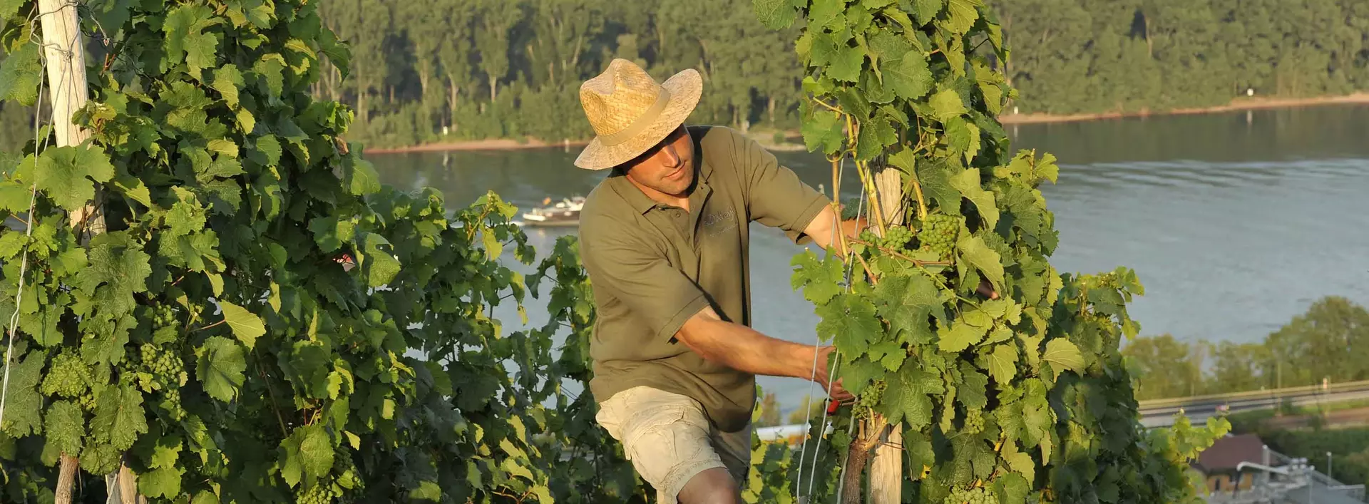 im Urlaub auf dem Weingut am Rhein dem Winzer in den Weinbergen helfen