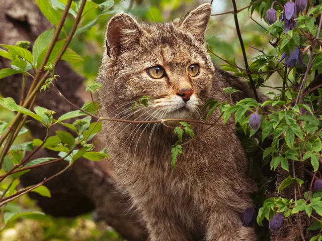 Im Nationalpark Hainich lebt die scheue Wildkatze, die Sie im Wildkatzendorf Hütscheroda beobachten können.