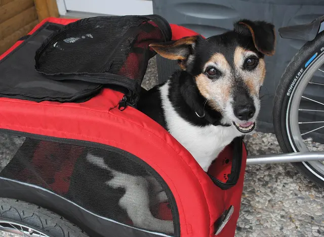 im Fahrradurlaub an der Ostsee den Hund im Anhänger mitnehmen