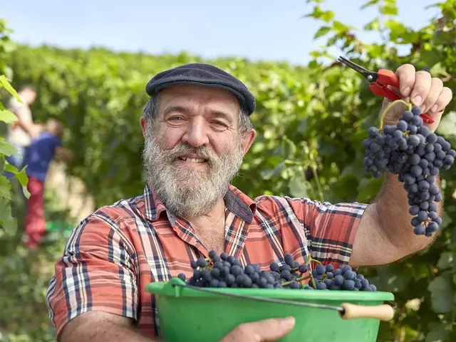 Weinlese auf dem Winzerhof im Kraichgau - © Kraichgau-Stromberg Tourismus e. V., Christian Ernst im Urlaub auf dem Winzerhof im Kraichgau bei der Weinlese mithelfen
