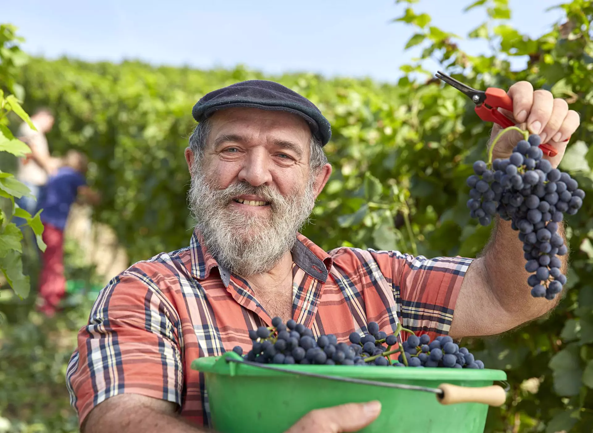 Weinlese auf dem Winzerhof im Kraichgau - © Kraichgau-Stromberg Tourismus e. V., Christian Ernst im Urlaub auf dem Winzerhof im Kraichgau bei der Weinlese mithelfen