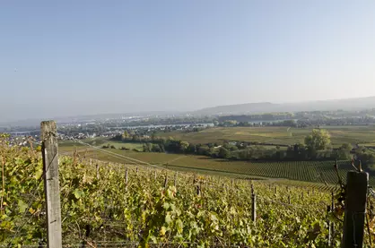 Weinberg im Rheingau Vom Weinberg hat man einen wunderschönen Blick.