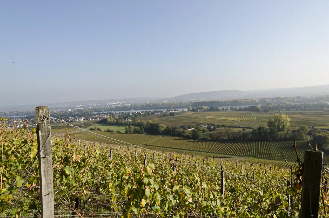 Weinberg im Rheingau Vom Weinberg hat man einen wunderschönen Blick.