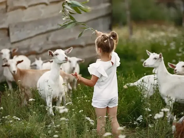 Mädchen füttert Ziegen – Urlaub auf dem Bauernhof in der Holsteinischen Schweiz  - © hetmanstock2 – stock.adobe.com Ein Mädchen füttert Ziegen auf einem Bauernhof in der Holsteinischen Schweiz während eines Urlaubs auf dem Land.