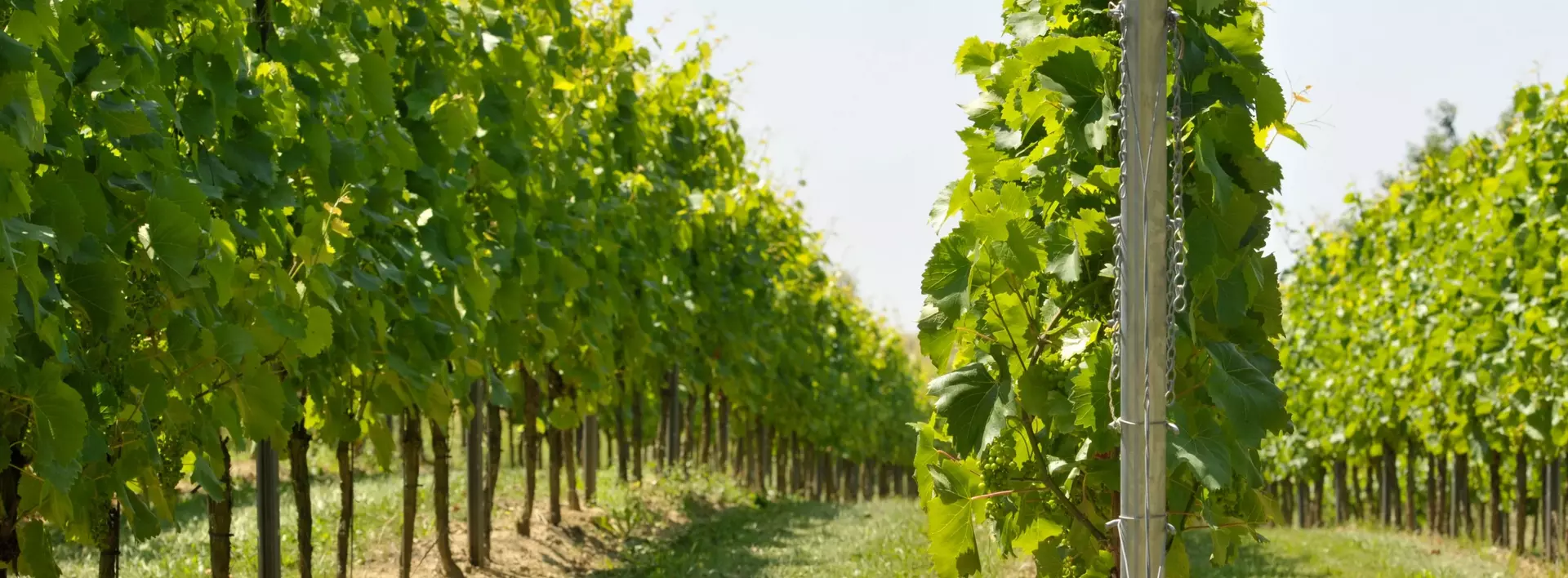 Rebstöcke auf dem Winzerhof Dätwyl in Rheinhessen