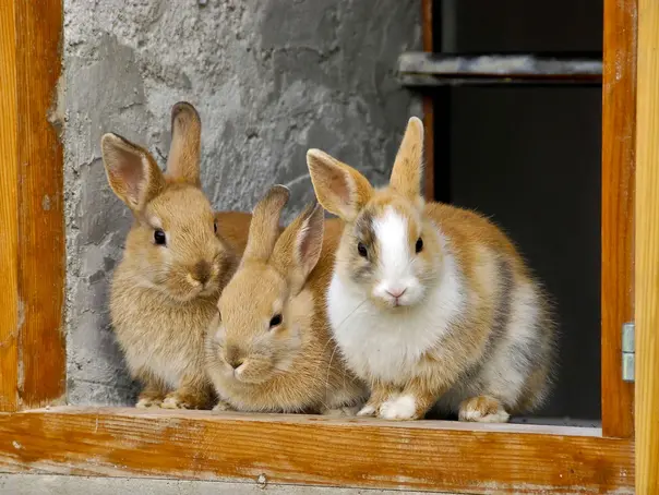 Hasen schauen aus dem Fenster
