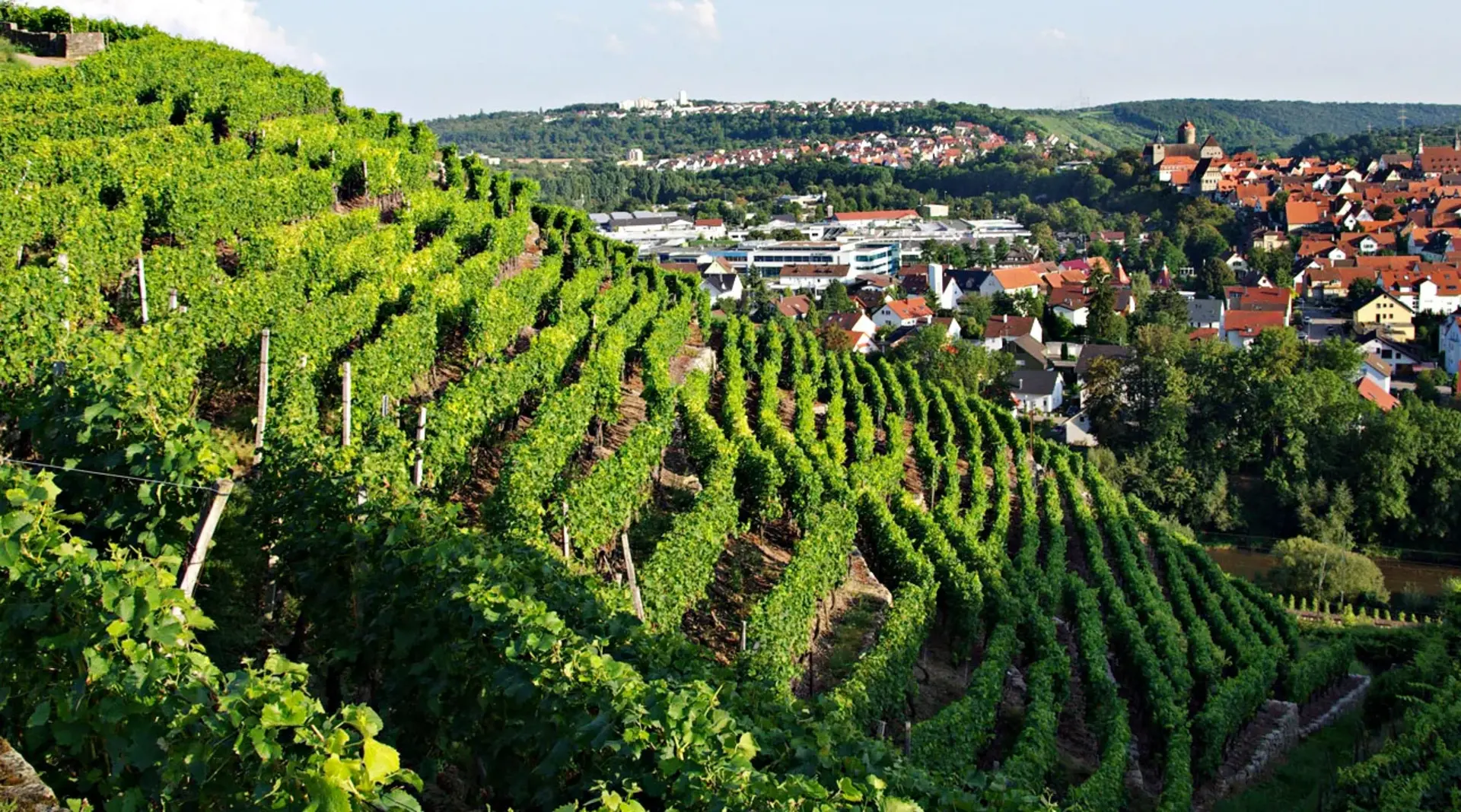 Weinanbau im Neckartal