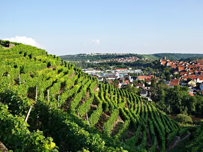 Weinanbau im Neckartal