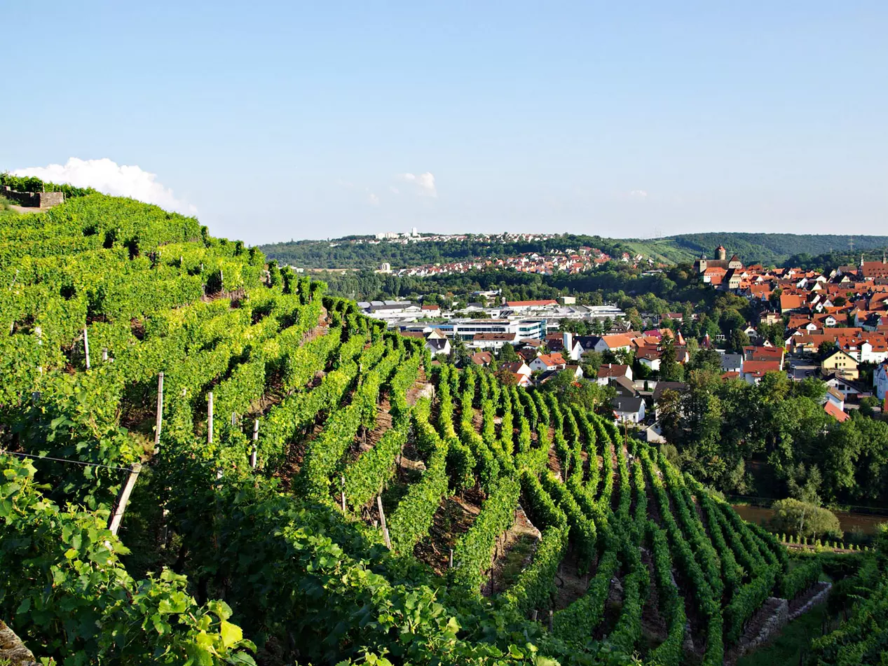 Weinanbau im Neckartal