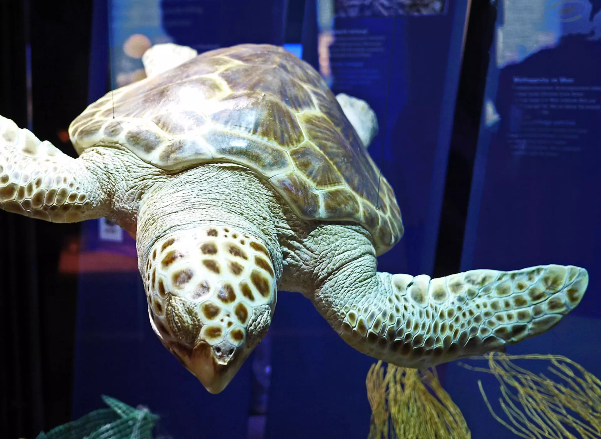 Meeresschildkröte im Ozeaneum in Stralsund - © Pixabay.com, Erich Westendarp im Urlaub auf dem Bauernhof an der Ostsee das Ozeaneum in Stralsund besuchen
