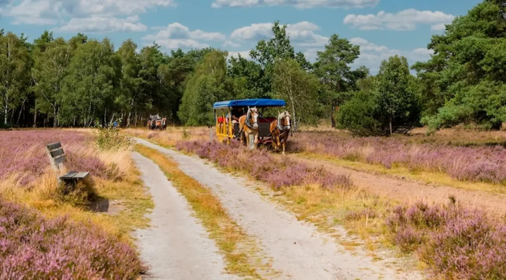 Zwei überdachte Pferdekutschen fahren durch die lilagefärbte Heidelandschaft.