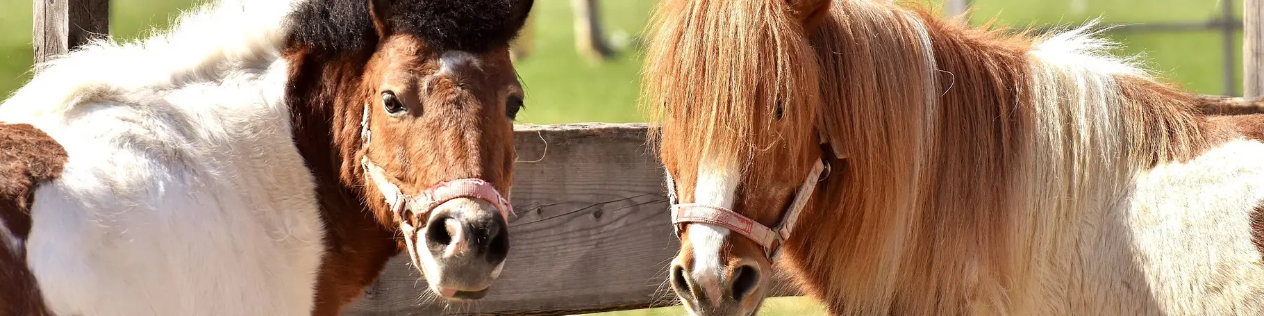 im Urlaub auf dem Reiterhof in Schleswig-Holstein auf Ponys reiten lernen
