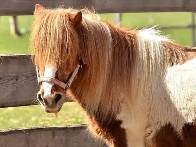 im Urlaub auf dem Reiterhof in Schleswig-Holstein auf Ponys reiten lernen