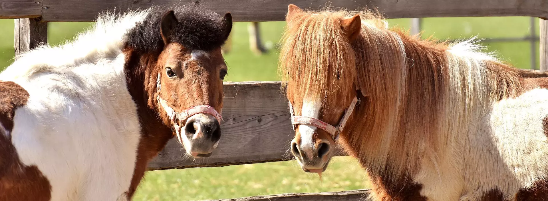 im Urlaub auf dem Reiterhof in Schleswig-Holstein auf Ponys reiten lernen