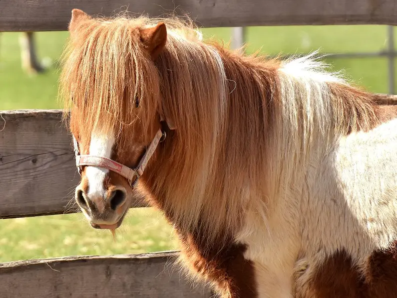 im Urlaub auf dem Reiterhof in Schleswig-Holstein auf Ponys reiten lernen