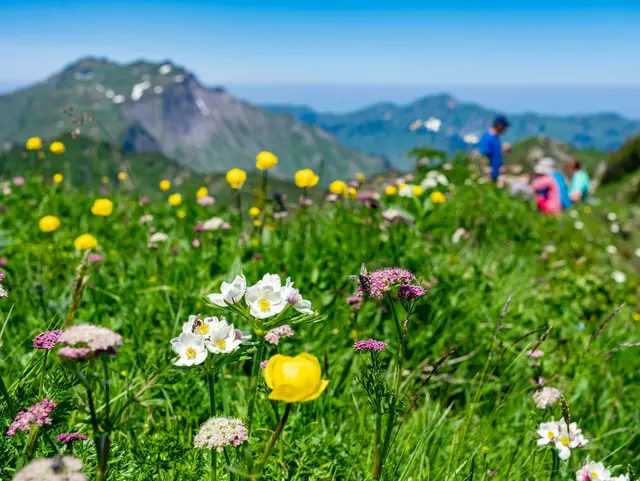 Bunte Almblumen auf einer blühenden Bergwiese bei Baad im Kleinwalsertal, mit einer wandernden Familie und Bergen im Hintergrund.