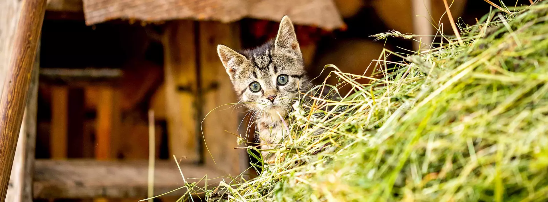 Katze im Heu auf dem Bauernhof