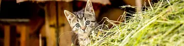 Katze im Heu auf dem Bauernhof