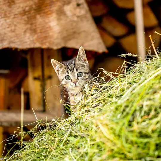 Katze im Heu auf dem Bauernhof