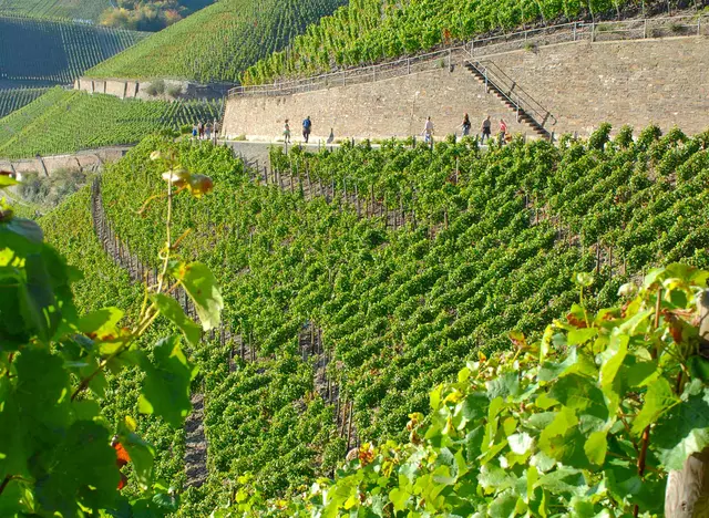 im Urlaub auf dem Weingut an der Ahr durch die Weinberge auf dem Rotweinwanderweg und den Ahrsteig wandern