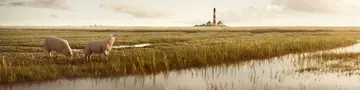 Leuchtturm Westerheversand mit Schafen – Bauernhofurlaub Nordsee - © photoschmidt, AdobeStock Zwei Schafe grasen vor dem Leuchtturm Westerheversand an der Nordseeküste.