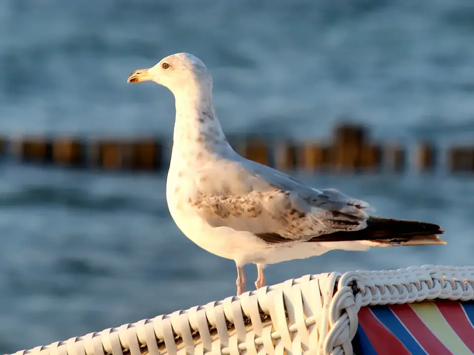 im Urlaub an der Ostsee Möwen am Strand beobachten