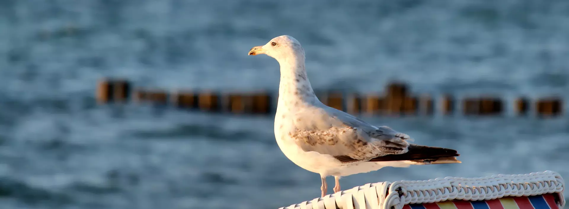 im Urlaub an der Ostsee Möwen am Strand beobachten