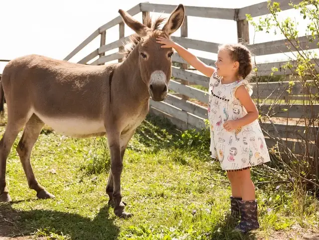 Mädchen streichelt Esel – Urlaub auf dem Land - © ulza – stock.adobe.com Ein Mädchen streichelt einen Esel auf einer Koppel mit Holzzaun im Hintergrund während eines Urlaubs auf dem Land.