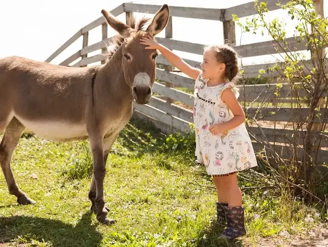 Mädchen streichelt Esel – Urlaub auf dem Land in der Holsteinischen Schweiz  - © ulza – stock.adobe.com Ein Mädchen streichelt einen Esel auf einer Koppel mit Holzzaun im Hintergrund in der Holsteinischen Schweiz während eines Urlaubs auf dem Land.