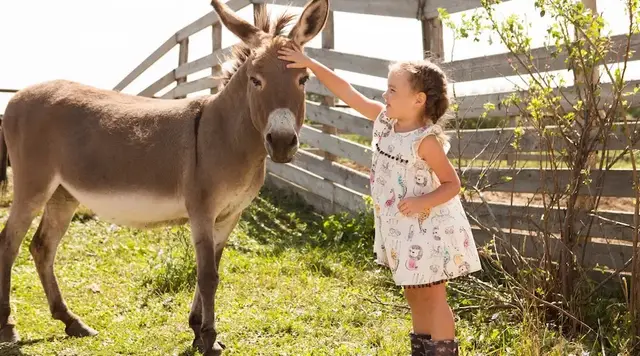 Ein Mädchen streichelt einen Esel auf einer Koppel mit Holzzaun im Hintergrund während eines Urlaubs auf dem Land. 
