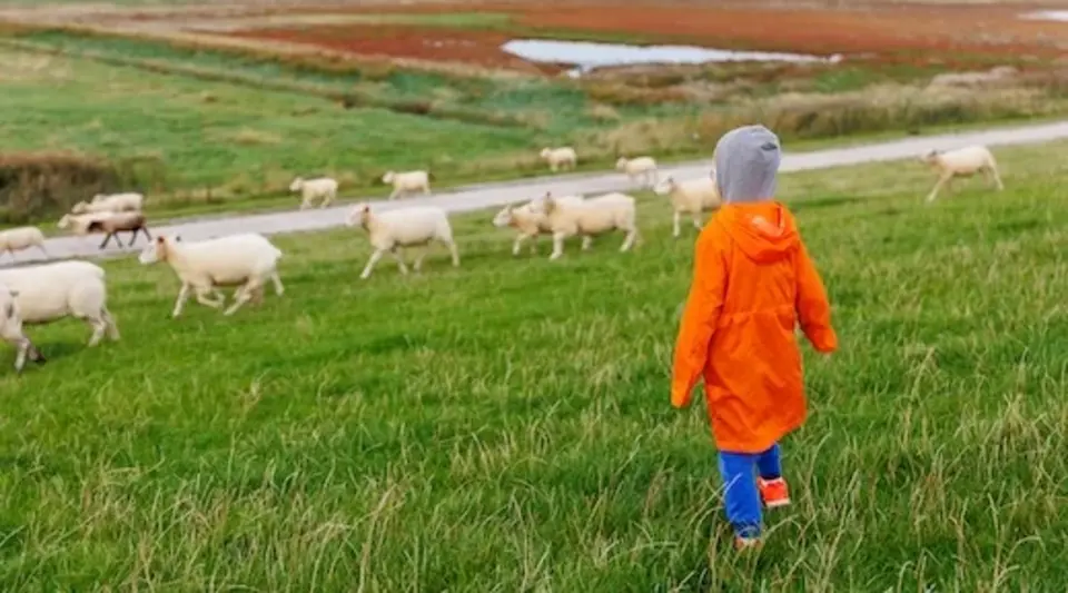 Ein Kind läuft vergnügt zwischen einer weidenden Schafherde auf einem Deich in der grünen Wiesenlandschaft an der Nordseeküste in Ostfriesland, Niedersachsen, und genießt die malerische Aussicht auf die deutsche ländliche Idylle.