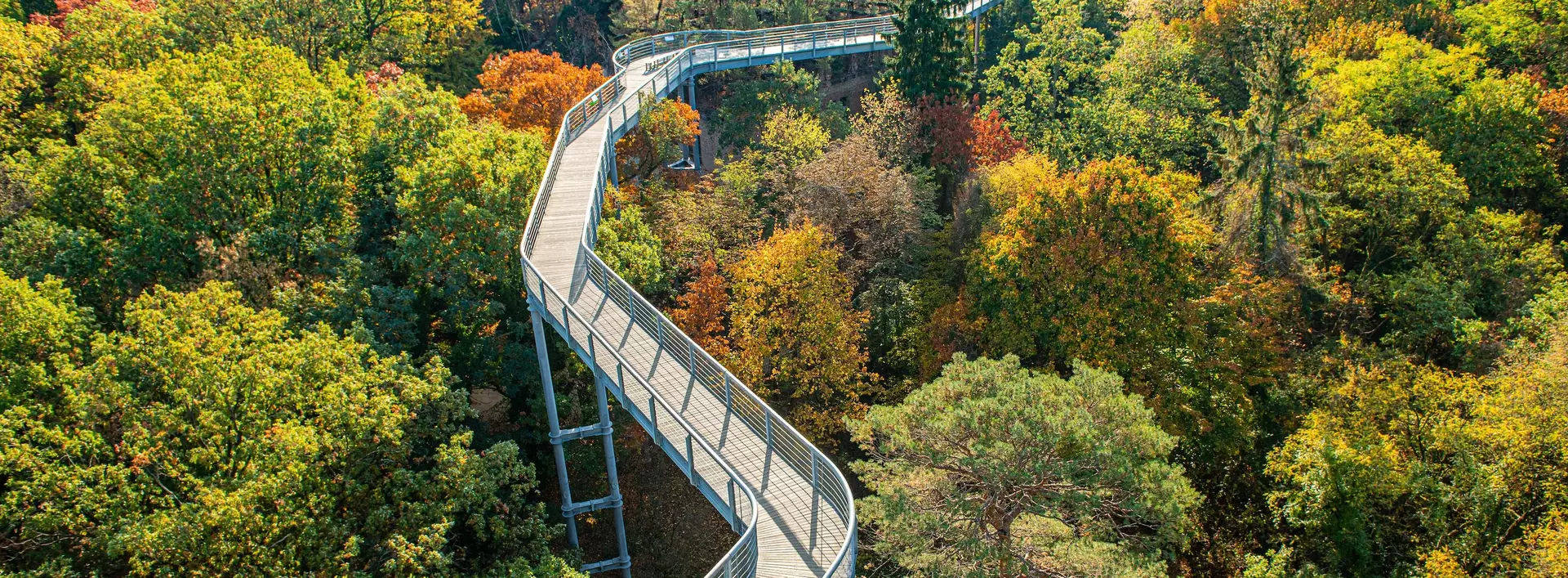 Aussicht auf den Baumwipfelpfad an einem herbstlichen Tag