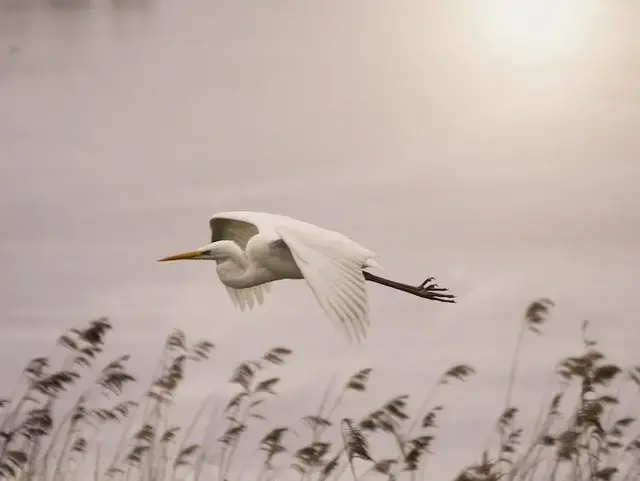 Silberreiher über dem See – Urlaub auf dem Land in der Holsteinischen Schweiz  - © Andrea-Linja – stock.adobe.com Ein Silberreiher fliegt elegant über einen See in der Holsteinischen Schweiz während eines Urlaubs auf dem Land.